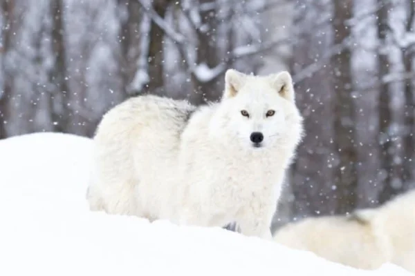 Lobo do ártico 1vettop% Lobo do ártico