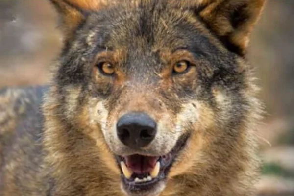 Lobo Ibérico 2vettop% Lobo ibérico (2)