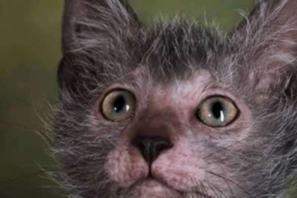 Lykoi 2vettop% Lykoi