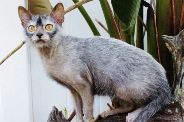 Lykoi 1vettop% Lykoi