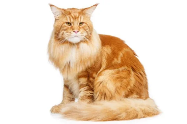 Maine Coon 2vettop% Maine Coon