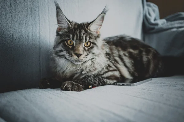 Maine Coon 1vettop% Maine Coon