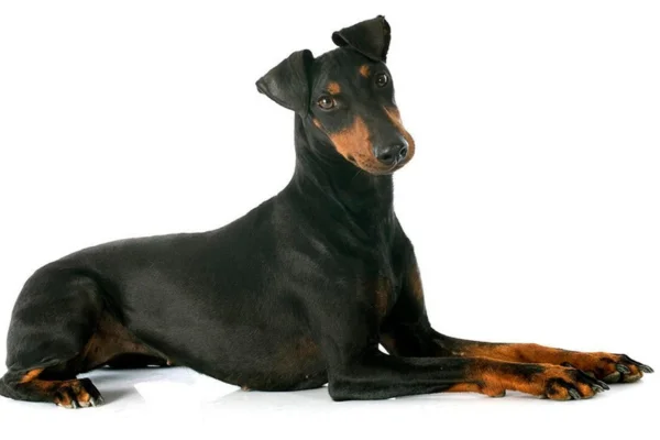 Manchester Terrier 2vettop% Manchester Terrier