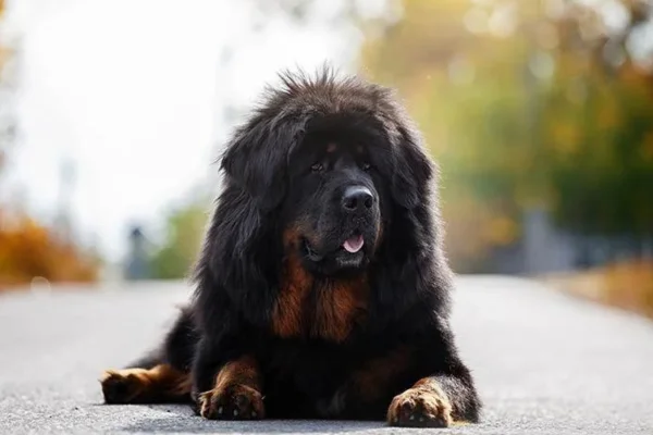 Mastim Tibetano 1vettop% Mastim Tibetano