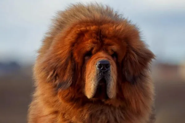 Mastim Tibetano 12vettop% Mastim Tibetano (2)
