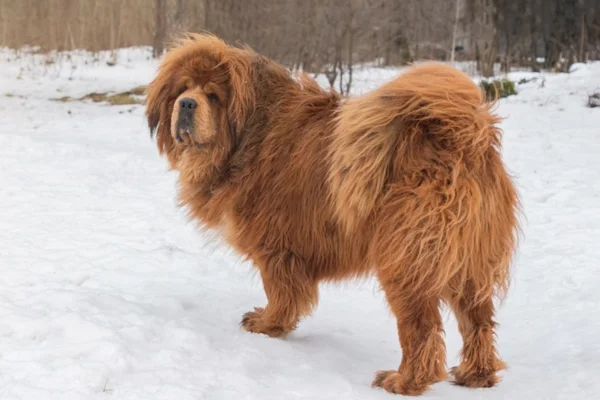 Mastim Tibetano 2vettop% Mastim Tibetano