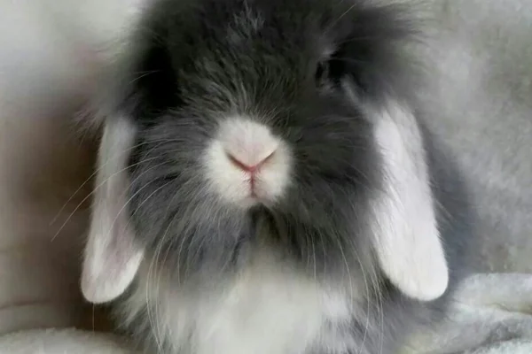 Mini Lion Lop 2vettop% Mini Lion Lop