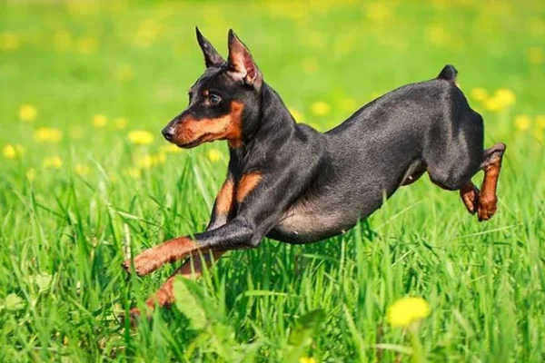 Pinscher Miniatura 2vettop% Miniature Pinscher (1)