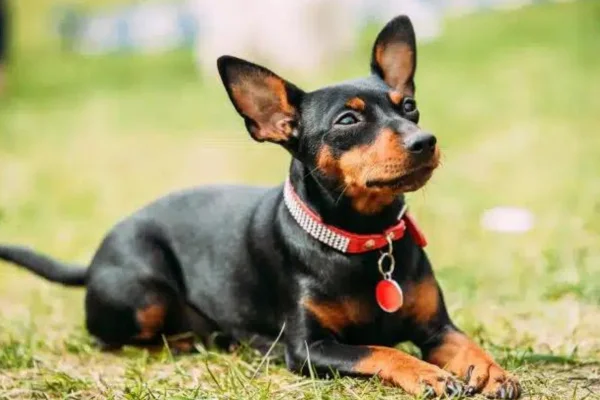 Pinscher Miniatura 1vettop% Miniature Pinscher (1)