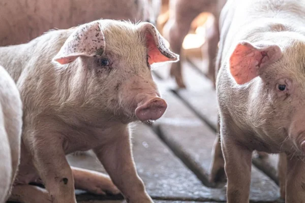 Mycoplasma hyopneumoniae na Suinocultura 2vettop% Mycoplasma hyopneumoniae na Suinocultura (2)