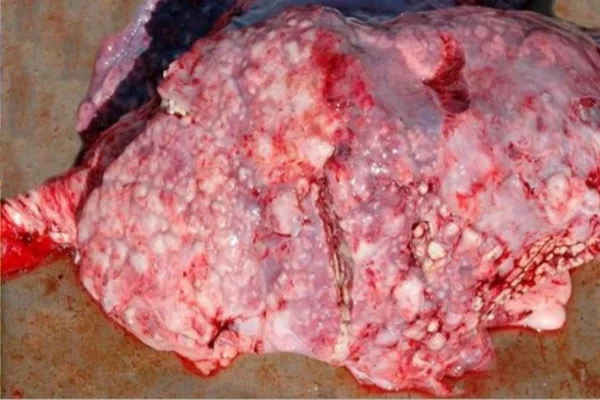 Mycoplasma hyopneumoniae na Suinocultura 1vettop% Mycoplasma hyopneumoniae na Suinocultura (2)