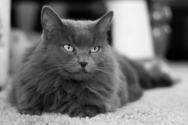 Nebelung 1vettop% Nebelung