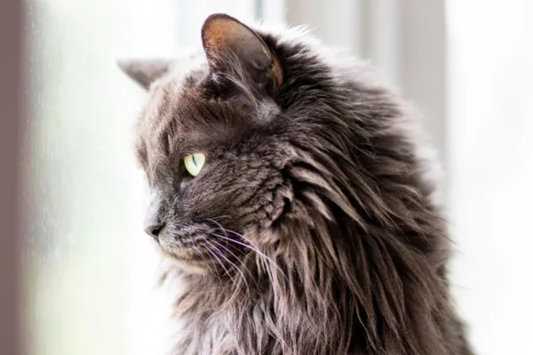 Nebelung 2vettop% Nebelung