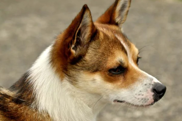 Norsk lundehund 1vettop% Norsk lundehund