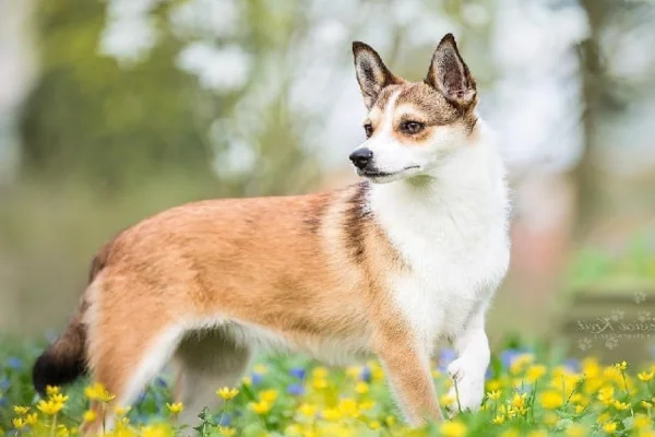 Norsk lundehund 2vettop% Norsk lundehund