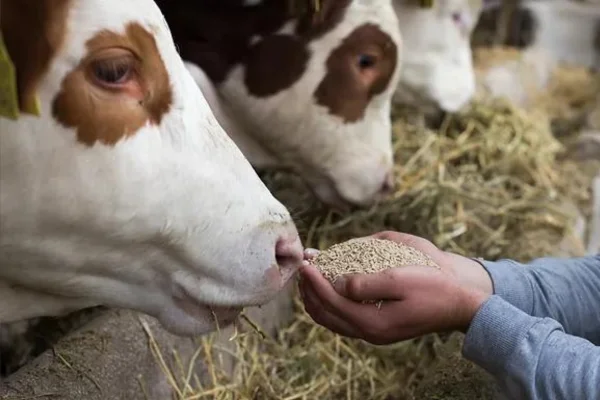 Nutrição Bovina - Impacto na Reprodutiva em Bovinos 2vettop% Nutrição Bovina