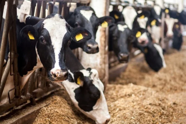 Nutrição Bovina - Impacto na Reprodutiva em Bovinos 1vettop% Nutrição Bovina
