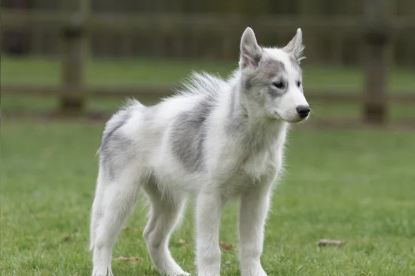 Cão esquimó canadense 1vettop% http://kaipper.com.br/
