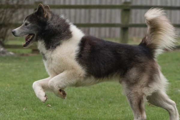 Cão esquimó canadense 2vettop% O Cão Esquimó Canadense (1)