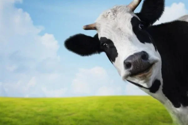 A Importância da Vacinação contra Febre Aftosa 2vettop% A Importância da Vacinação contra Febre Aftosa
