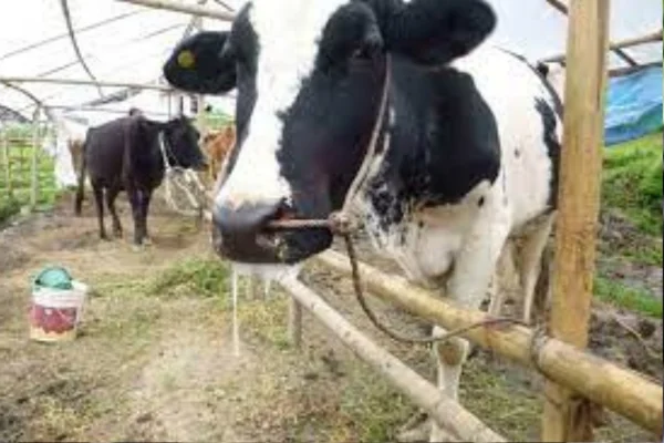O Impacto Socioeconômico da Febre Aftosa 2vettop% O Impacto Socioeconômico da Febre Aftosa