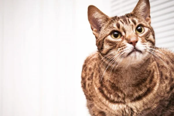 Ocicat 1vettop% Ocicat