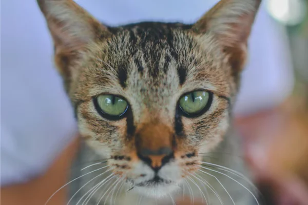 Ocicat 2vettop% Ocicat