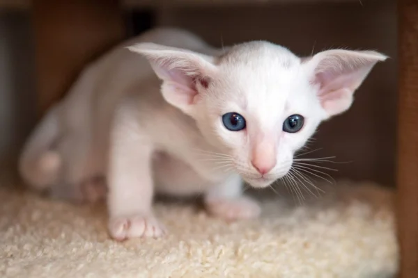 Oriental Shorthair 1vettop% Oriental Shorthair