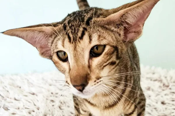 Oriental Shorthair 2vettop% Oriental Shorthair