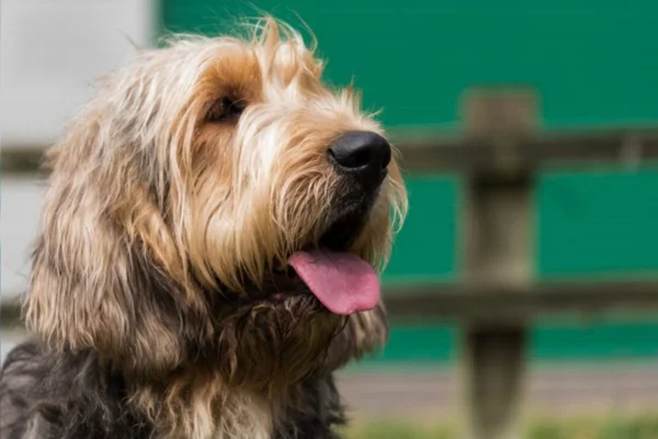 Otterhound ou cão de lontra 2vettop% Otterhound