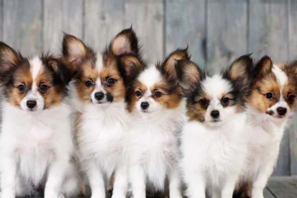 Papillon 2vettop% Papillon