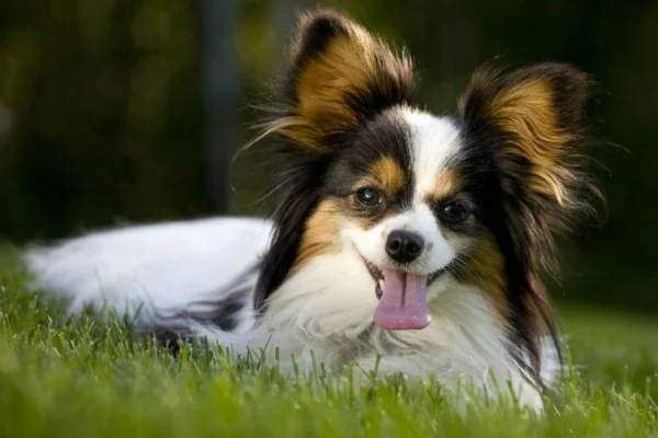 Papillon 1vettop% Papillon