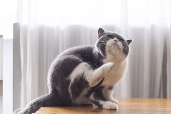 Parasitas externos em gatos 2vettop% Parasitas externos em gatos