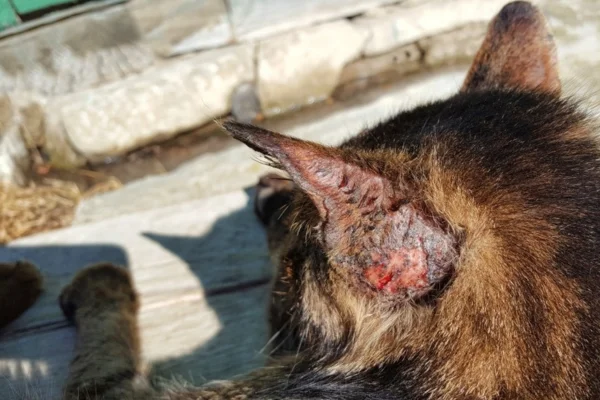 Parasitas externos em gatos 1vettop% Parasitas externos em gatos