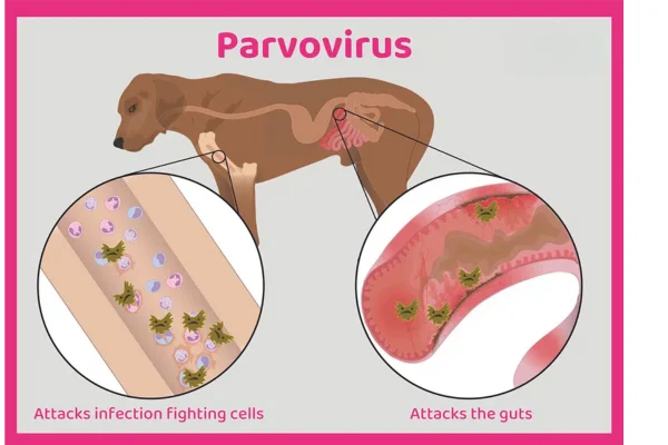 Parvovirose Canina 1vettop% Parvovirose Canina