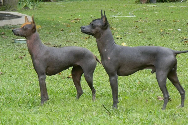 Cachorro pila argentino 1vettop% Pila argentino