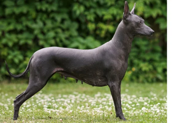 Cachorro pila argentino 2vettop% Pila argentino