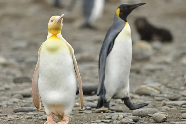 Aves que Não Voam: Características e Curiosidades 4vettop% Pinguim