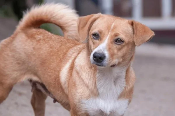 Pinscher austríaco 2vettop% Pinscher austríaco