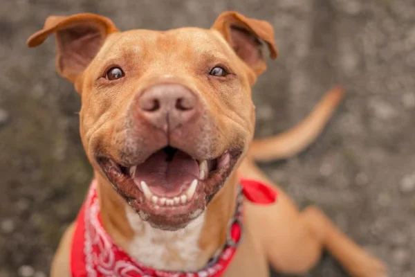 Problemas de Saúde Comuns no Pitbull Terrier 4vettop% Pitbull Terrier