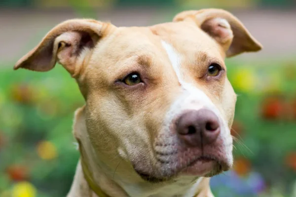 Problemas de Saúde Comuns no Pitbull Terrier 2vettop% Pitbull Terrier (1)