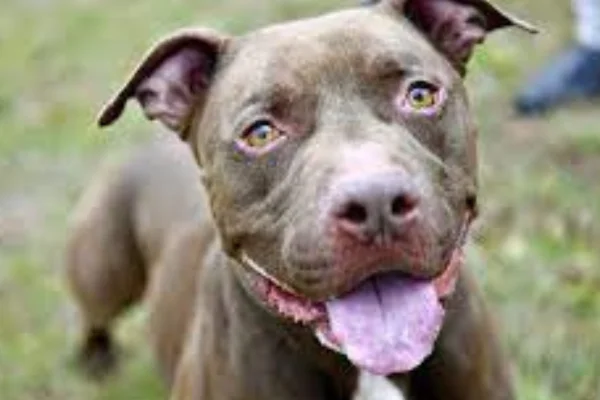 Problemas de Saúde Comuns no Pitbull Terrier 1vettop% Pitbull Terrier (2)