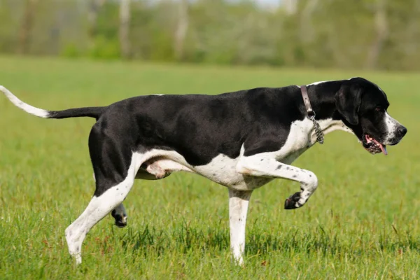Pointer inglês 1vettop% Pointer inglês