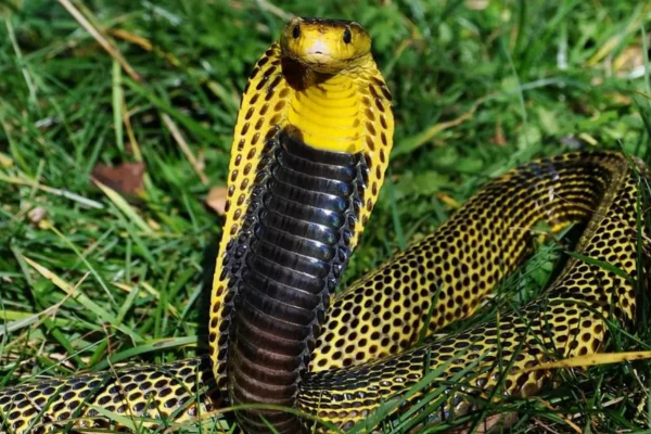 Qual a Diferença entre Cobra e Serpente? 2vettop% Qual a Diferença entre Cobra e Serpente?