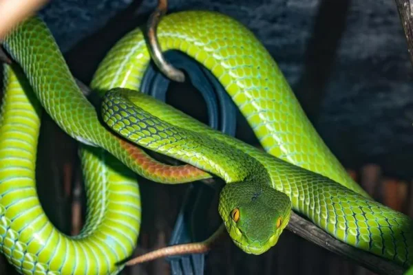 Qual a Diferença entre Cobra e Serpente? 1vettop% Qual a Diferença entre Cobra e Serpente?