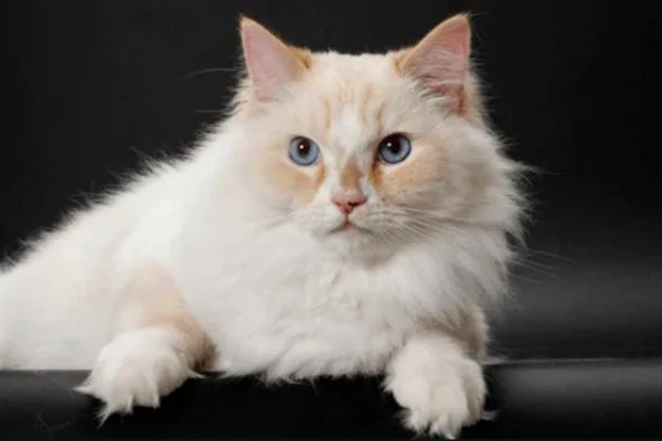 Ragamuffin 1vettop% Ragamuffin