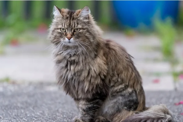 Ragamuffin 3vettop% Ragamuffin