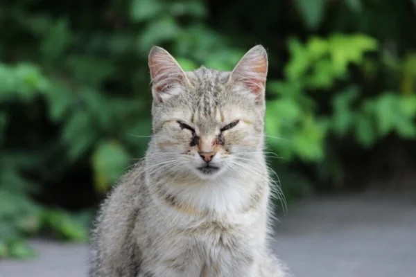 Rinotraqueíte Felina 1vettop% Rinotraqueíte Felina (2)