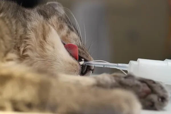 Rinotraqueíte Felina 2vettop% Rinotraqueíte Felina (2)