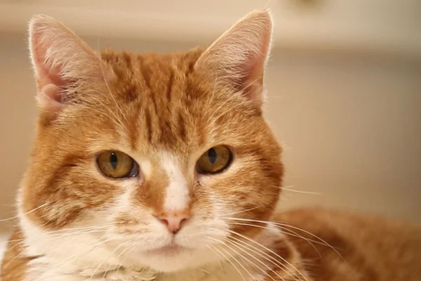 Rinotraqueíte felina 2vettop% Rinotraqueíte felina